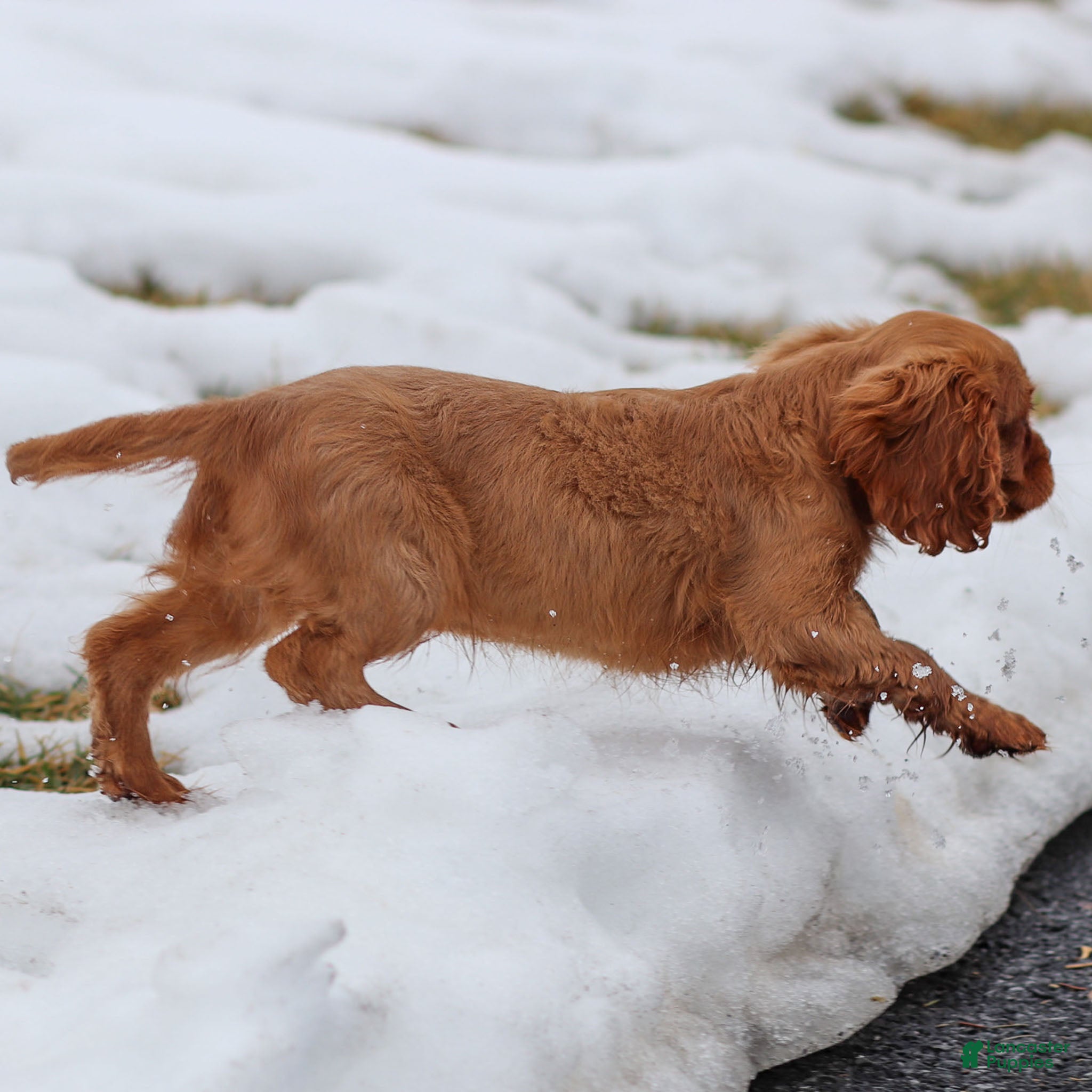 Cavalier King Charles Spaniel dogs Colsen - Ad 2