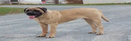 English Mastiff dogs for sale: Marcey - Ad 6