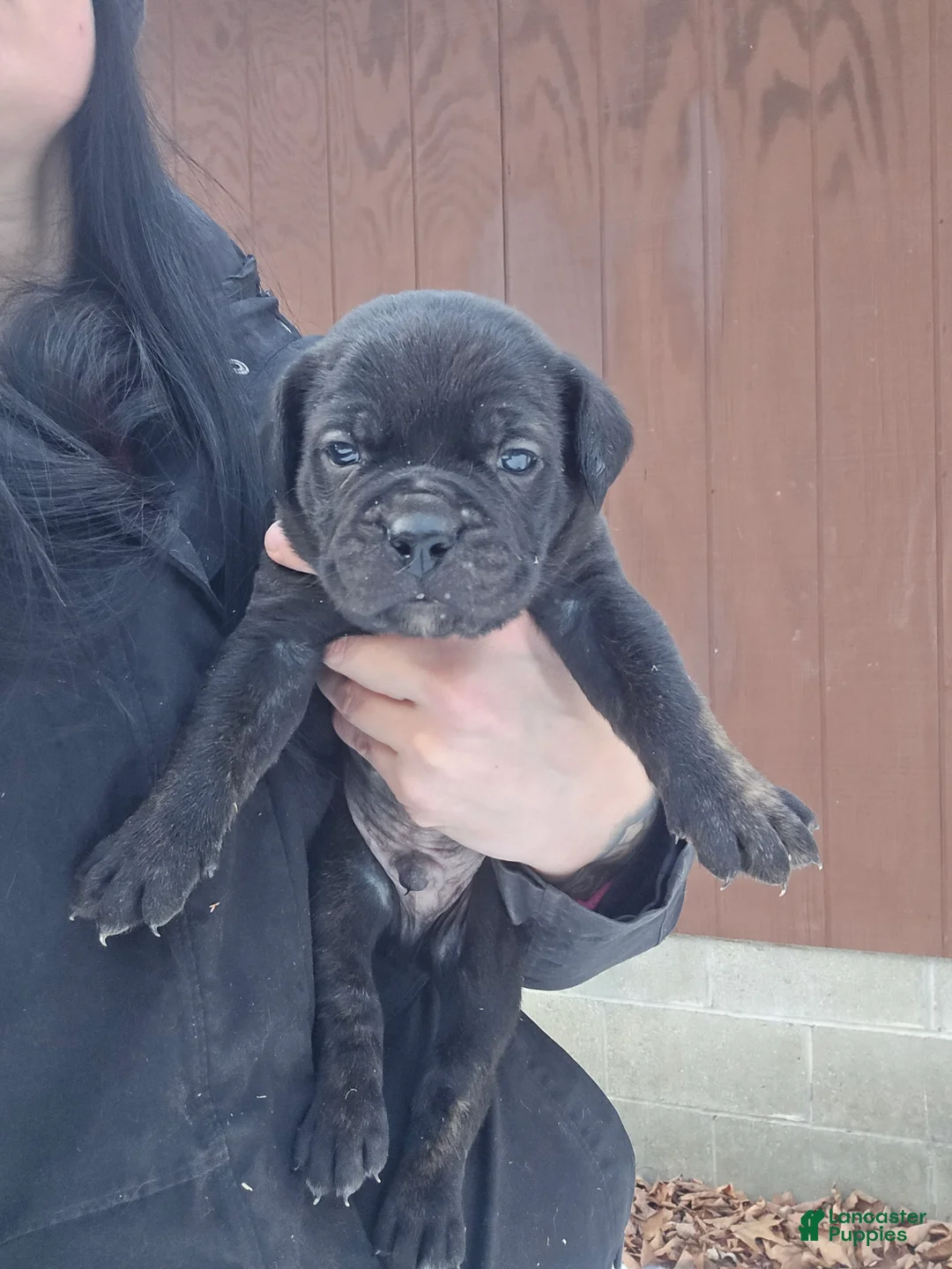 Cane Corso dogs for sale: Luigi  - Ad 6