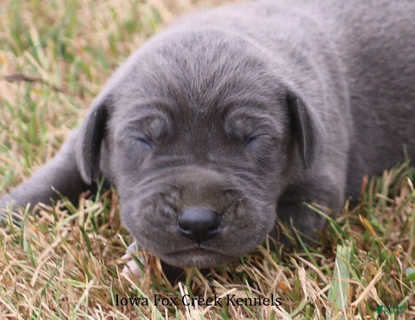 Great Dane dogs Sophie - Ad 30