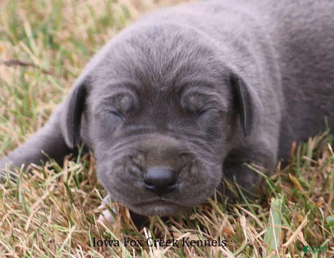 Great Dane dogs for sale: Sophie - Ad 1