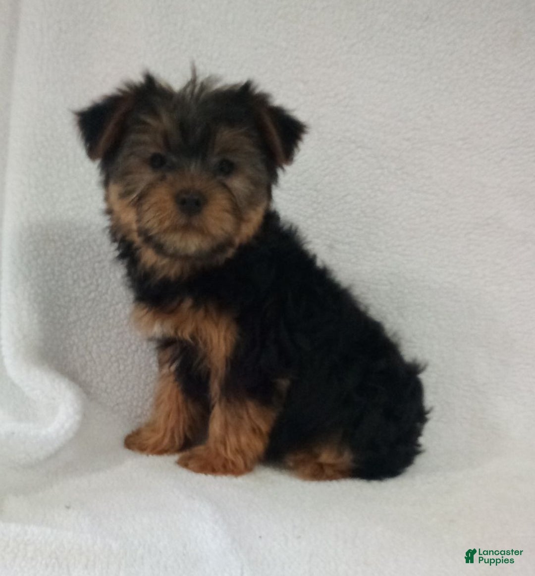 Yorkshire Terrier dogs for sale: Olaf - Ad 2