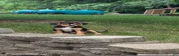 Mixed Breed dogs for sale: Blaze - Ad 6