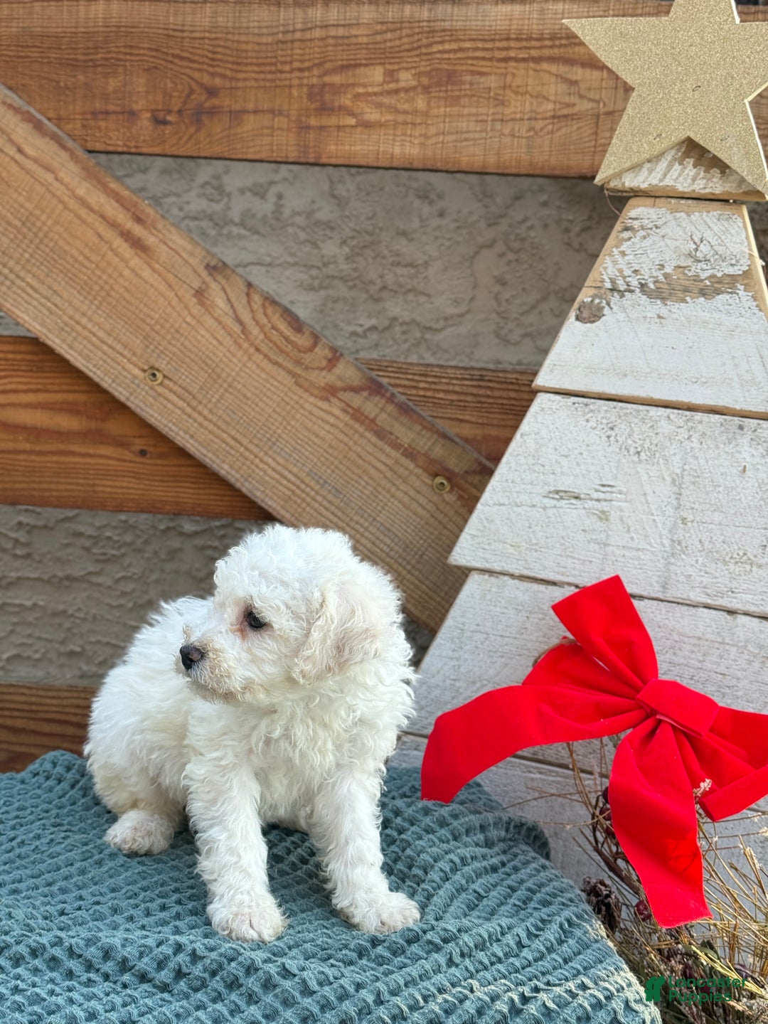 Bichpoo dogs for sale: Audrey - Ad 2