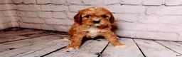 Cavalier King Charles Spaniel dogs for sale: Heidi - Ad 3