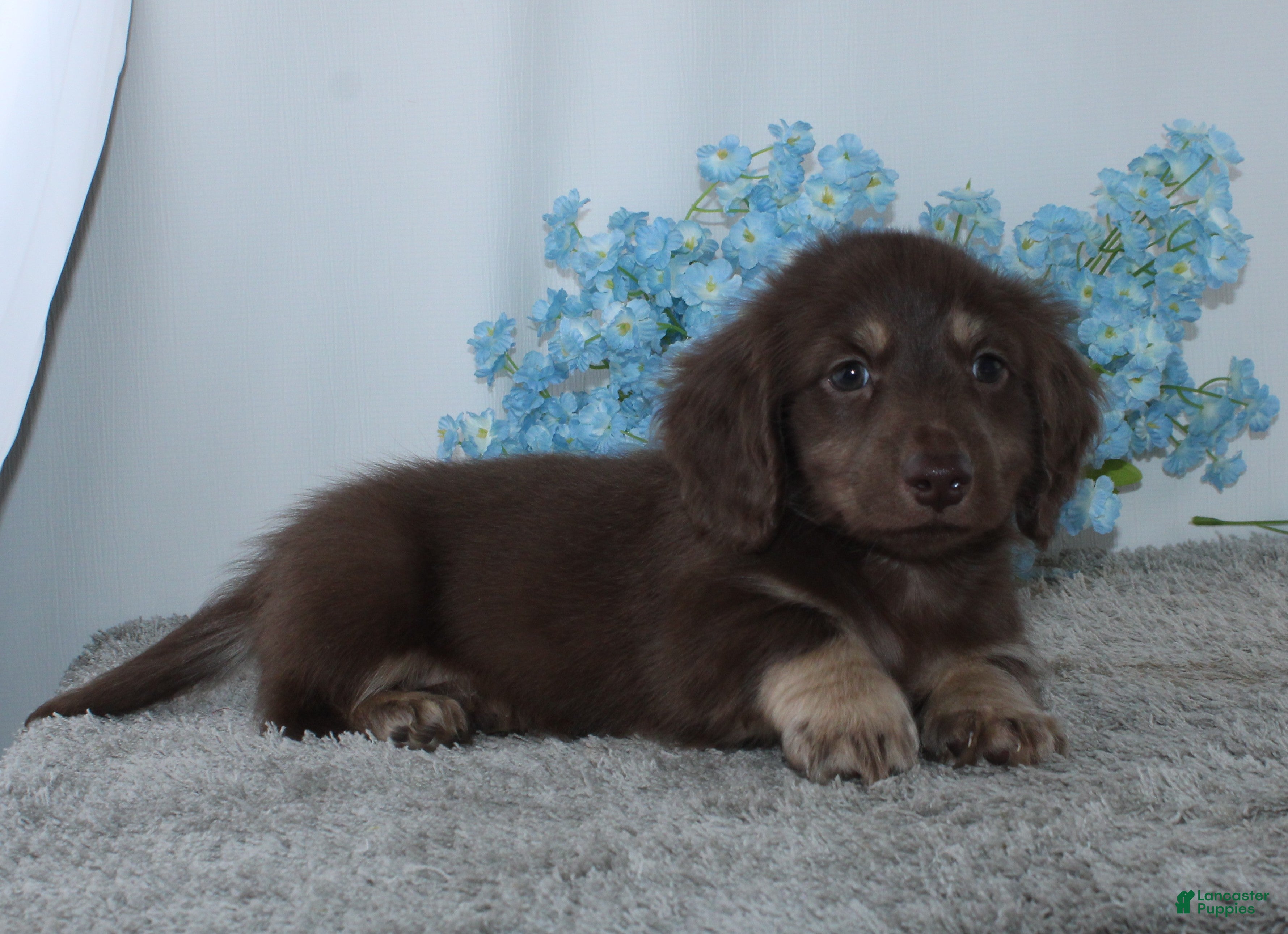 Miniature Dachshund dogs for sale: Jason - Ad 4