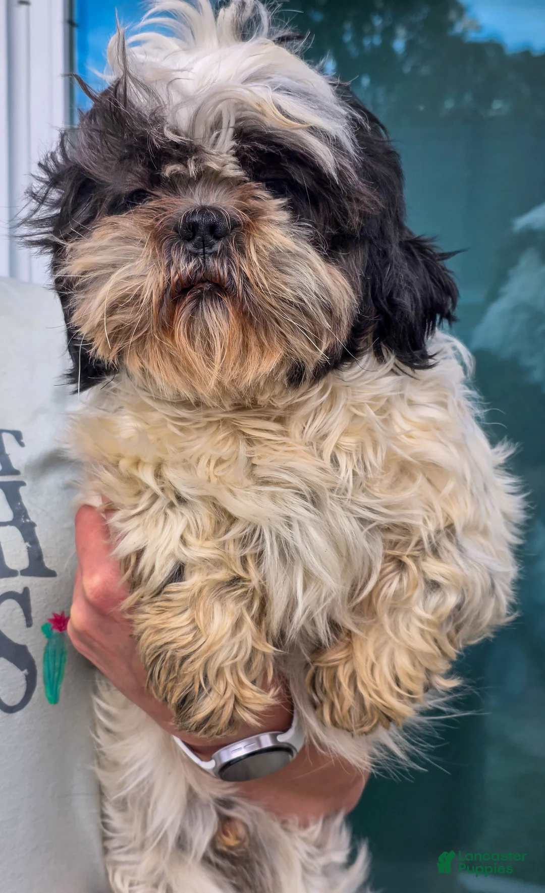 Shih Tzu dogs for sale: Ace - Ad 2