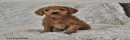 Mini Goldendoodle dogs for sale: Brownie - Ad 1