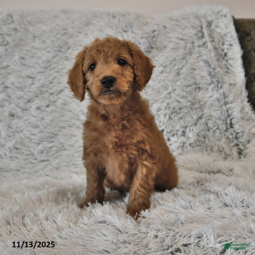 Mini Goldendoodle dogs for sale: Brownie - Ad 1