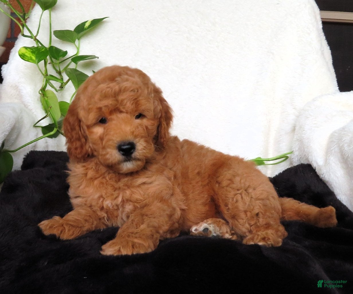 Mini Goldendoodle dogs Louie - Ad 2