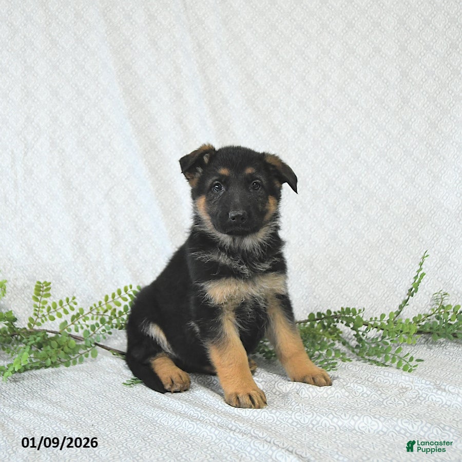 German Shepherd dogs Willow - Ad 29
