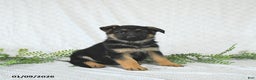 German Shepherd dogs for sale: Willow - Ad 1