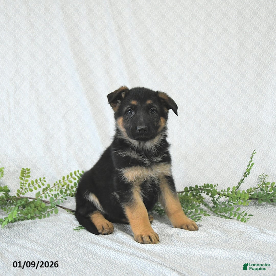 German Shepherd dogs for sale: Willow - Ad 1