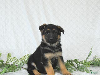 German Shepherd dogs Willow - Ad 29