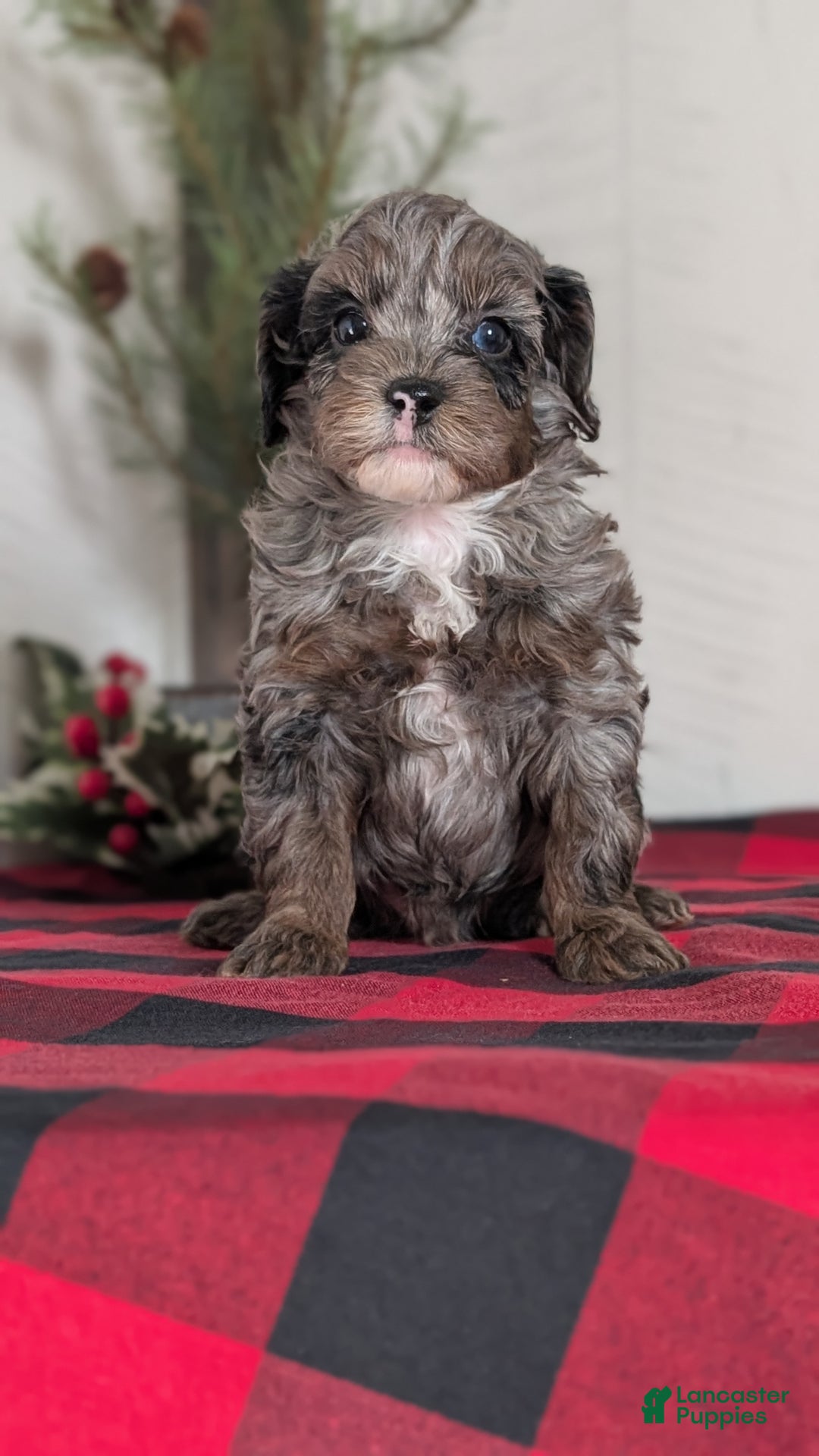 Cockapoo dogs for sale: Scout - Ad 10