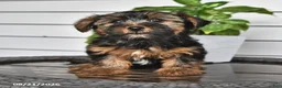 Yorkshire Terrier dogs for sale: Casey - Ad 4
