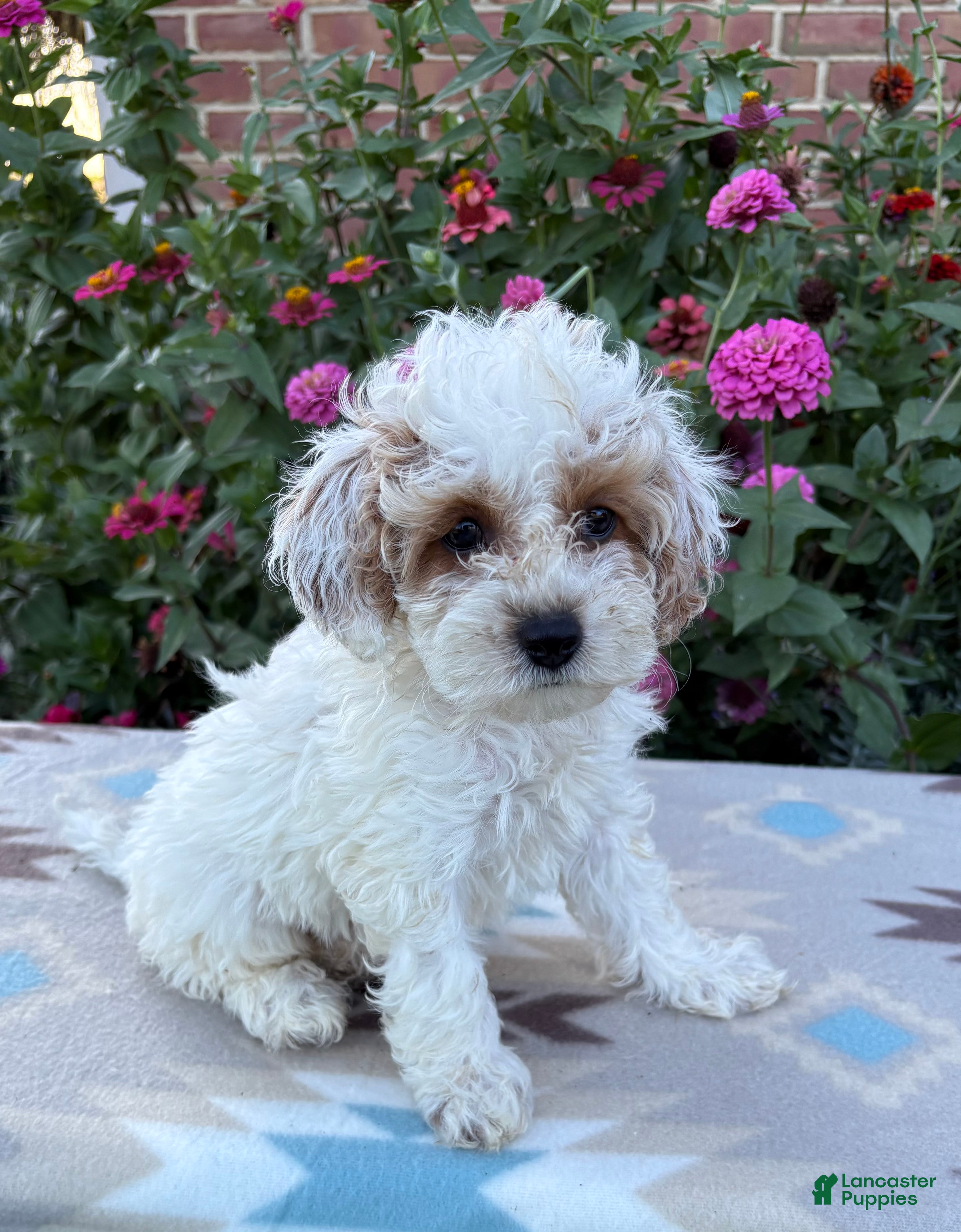 Cockapoo dogs Lily - Ad 1