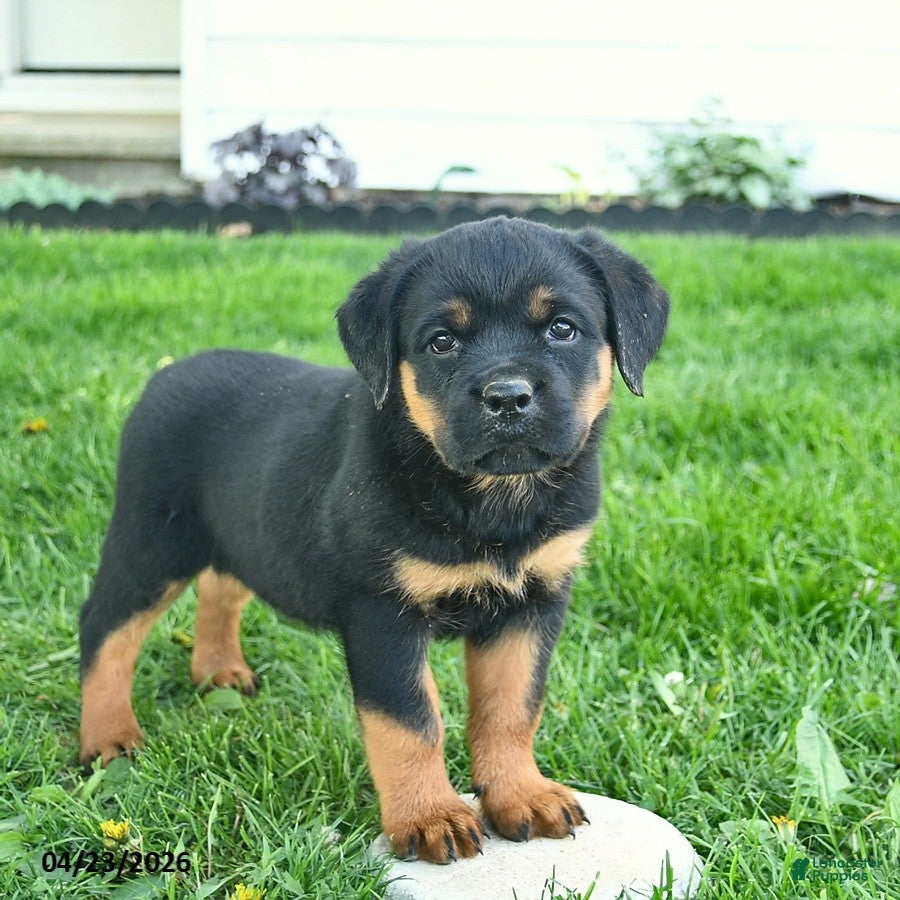 Rottweiler dogs Belle  - Ad 1