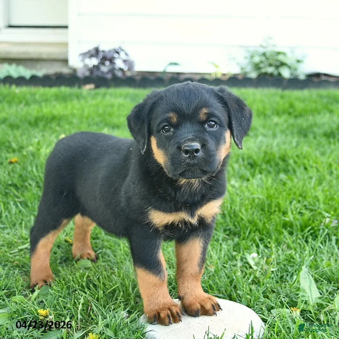 Rottweiler dogs for sale: Belle  - Ad 1