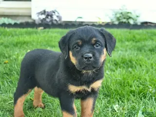 Rottweiler dogs for sale: Belle - Ad 2