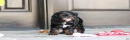 Cavapoo dogs for sale: Ash - Ad 5