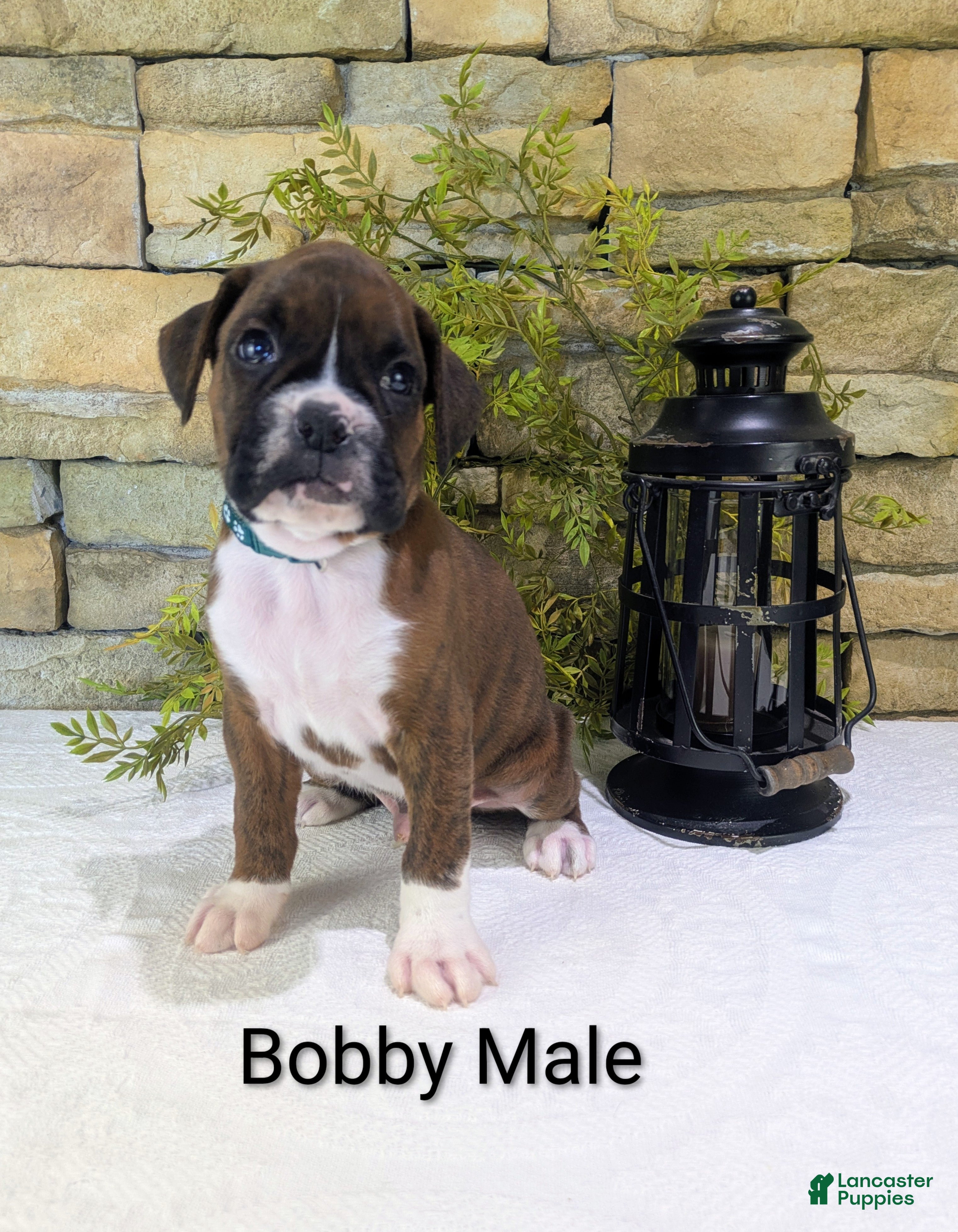 Boxer dogs Bobby, Available today.  - Ad 2
