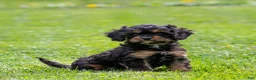 Cavapoo dogs for sale: Turbo Cavapoo Puppy  - Ad 15