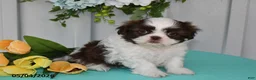 Shih Tzu dogs for sale: Lily - Ad 5