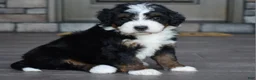 Mini Bernedoodle dogs for sale: Jewel - Ad 7