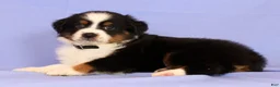 Miniature Australian Shepherd dogs for sale: David - Ad 5