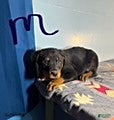 Rottweiler dogs Stetson - Ad 7