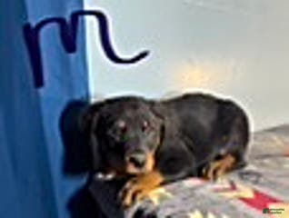 Rottweiler dogs Stetson - Ad 31