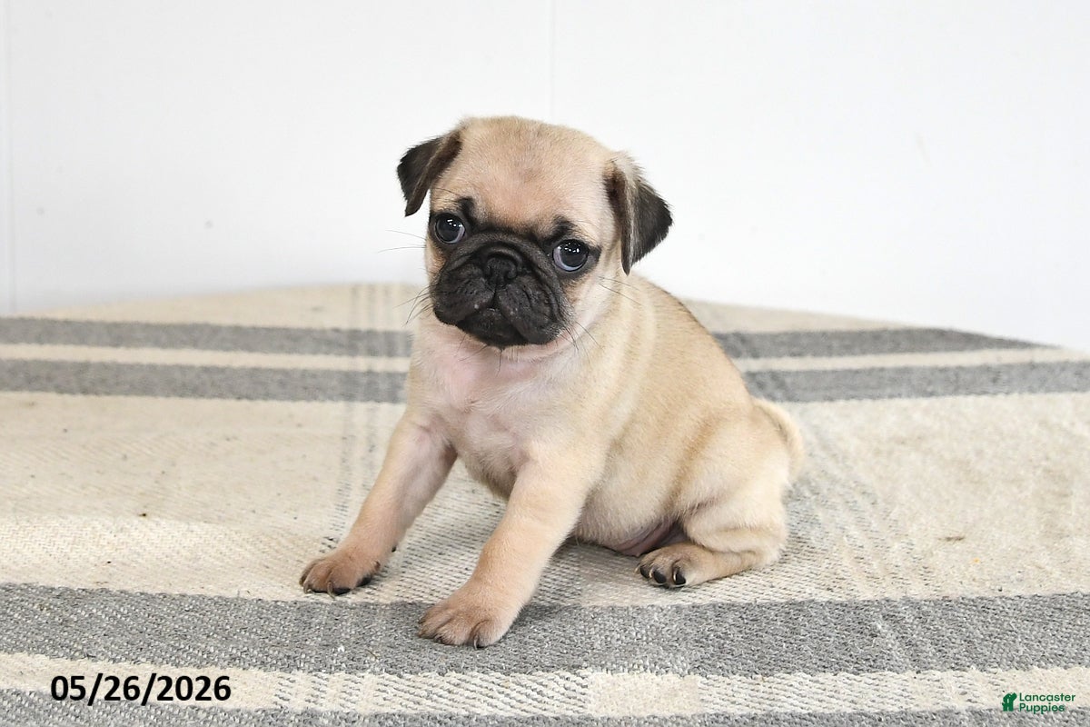 Pug dogs Emily - Ad 1
