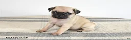 Pug dogs for sale: Emily - Ad 1