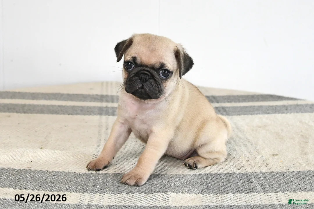 Pug dogs for sale: Emily - Ad 1