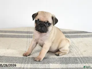 Pug dogs for sale: Emily - Ad 1