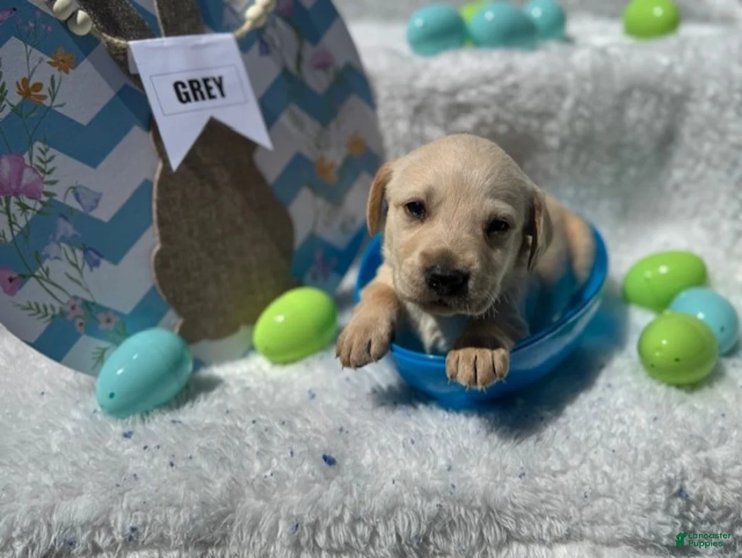 Labrador Retriever dogs for sale: Grey Collar Male - Ad 1