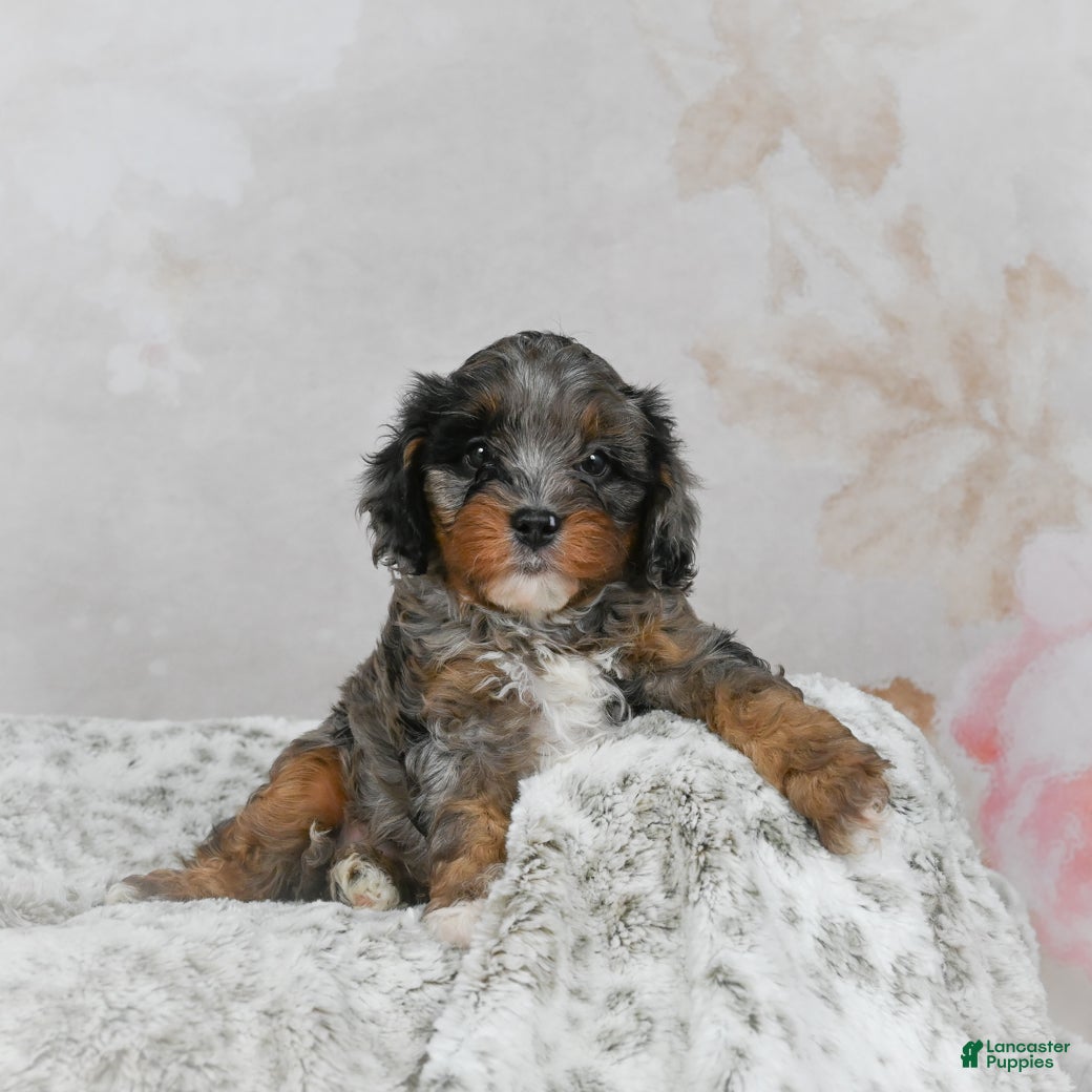Cavapoo dogs Leo - Ad 42