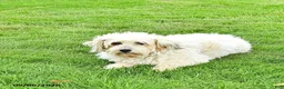Mixed Breed dogs for sale: Kate - Ad 6