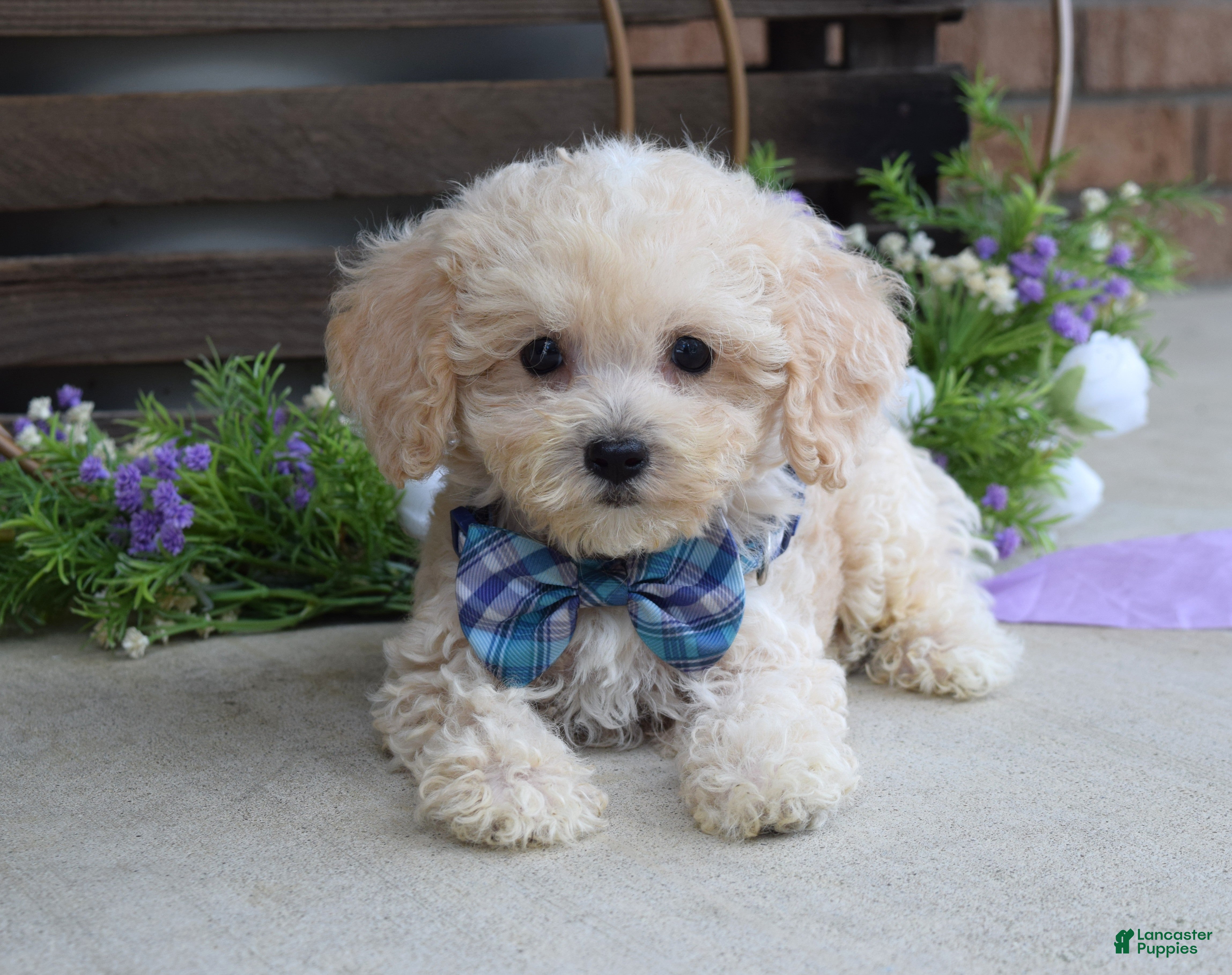 Maltipoo dogs Elliot - Ad 2