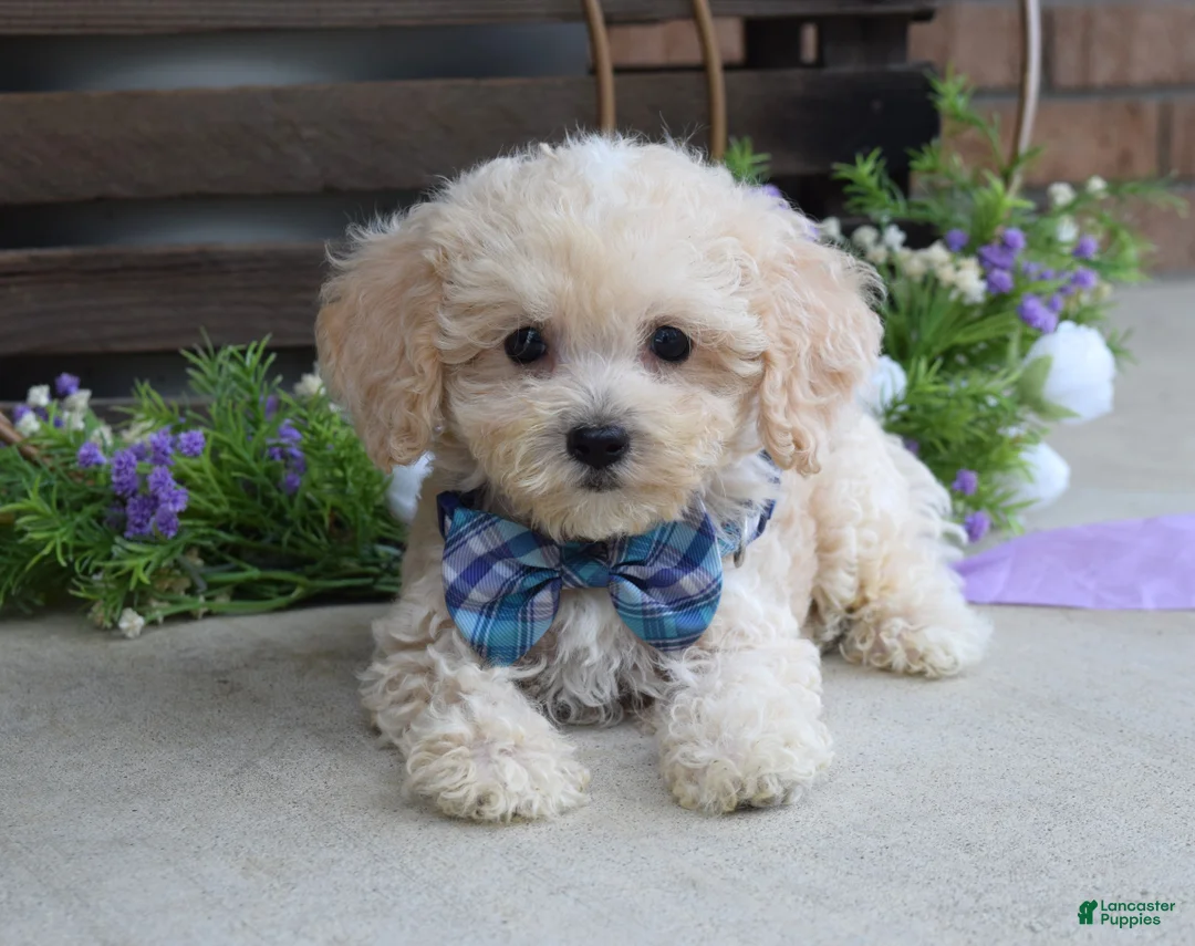 Maltipoo dogs for sale: Elliot - Ad 2