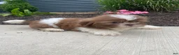 Shih Tzu dogs for sale: Hazel - Ad 6