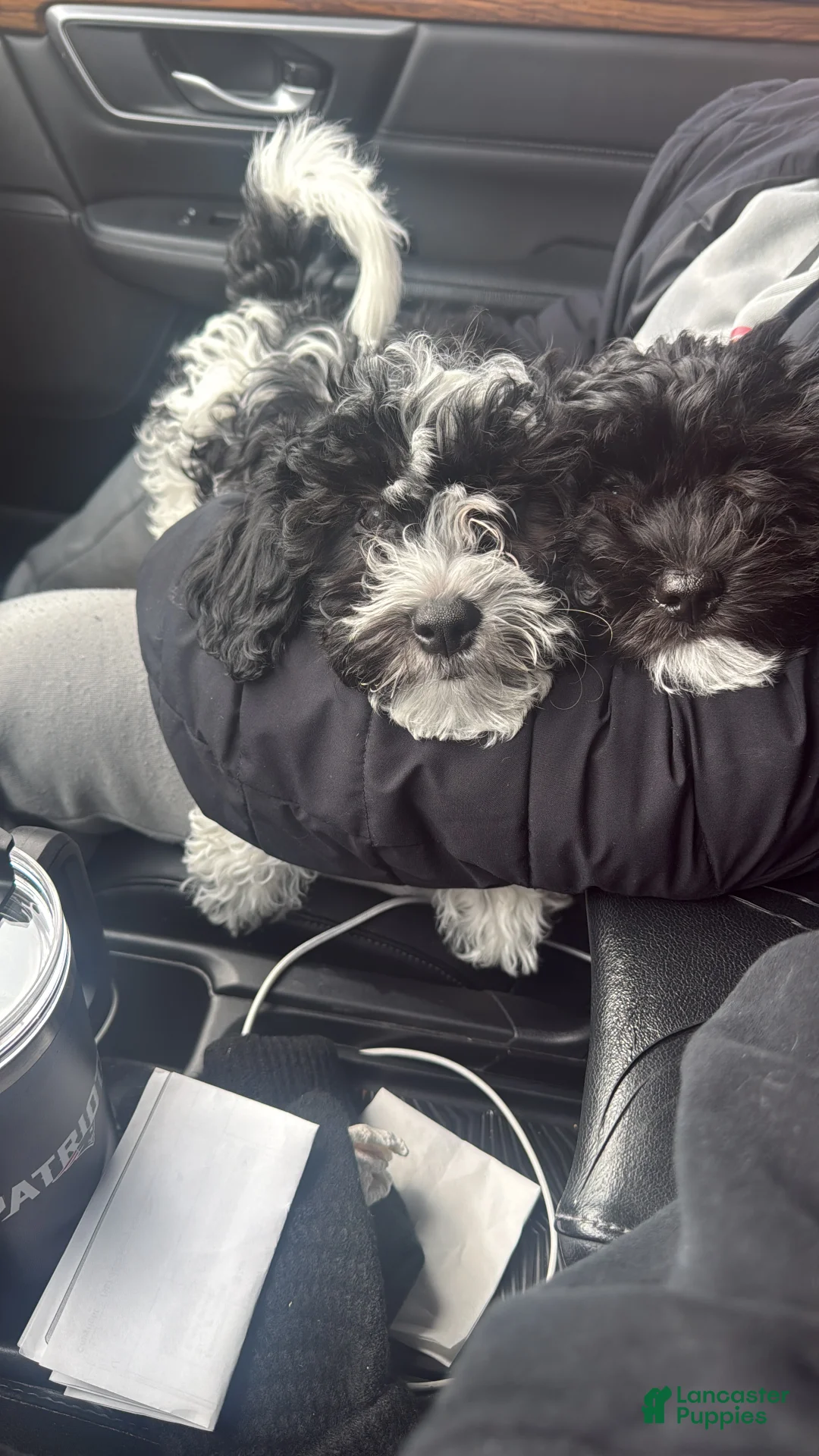 Mixed Breed dogs for sale: Noir  - Ad 3