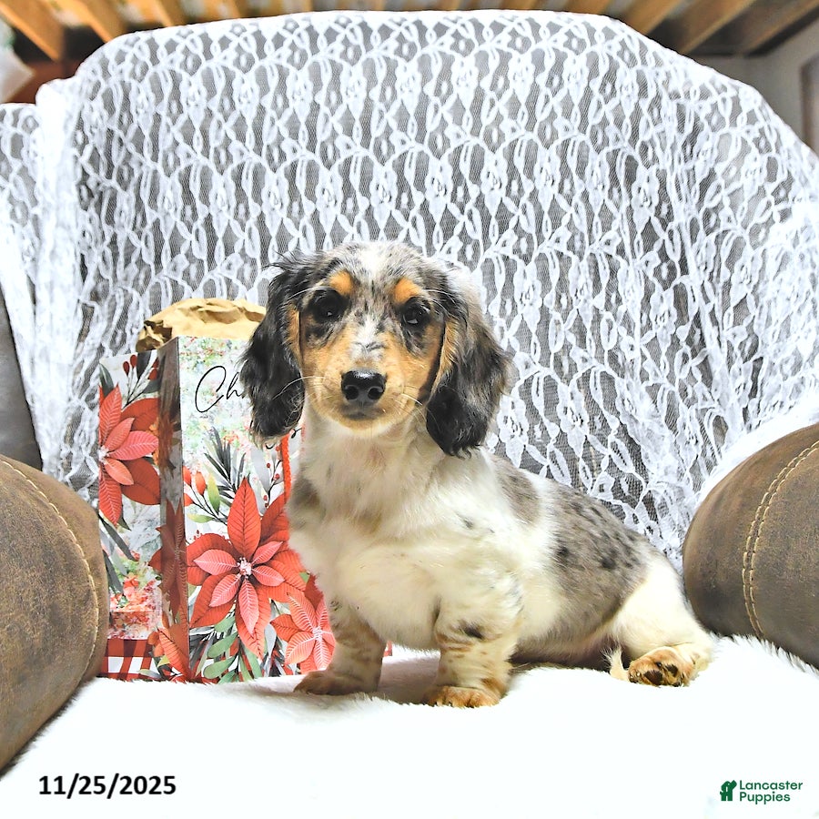 Miniature Dachshund dogs Anders - Ad 41