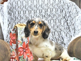 Miniature Dachshund dogs Anders - Ad 24