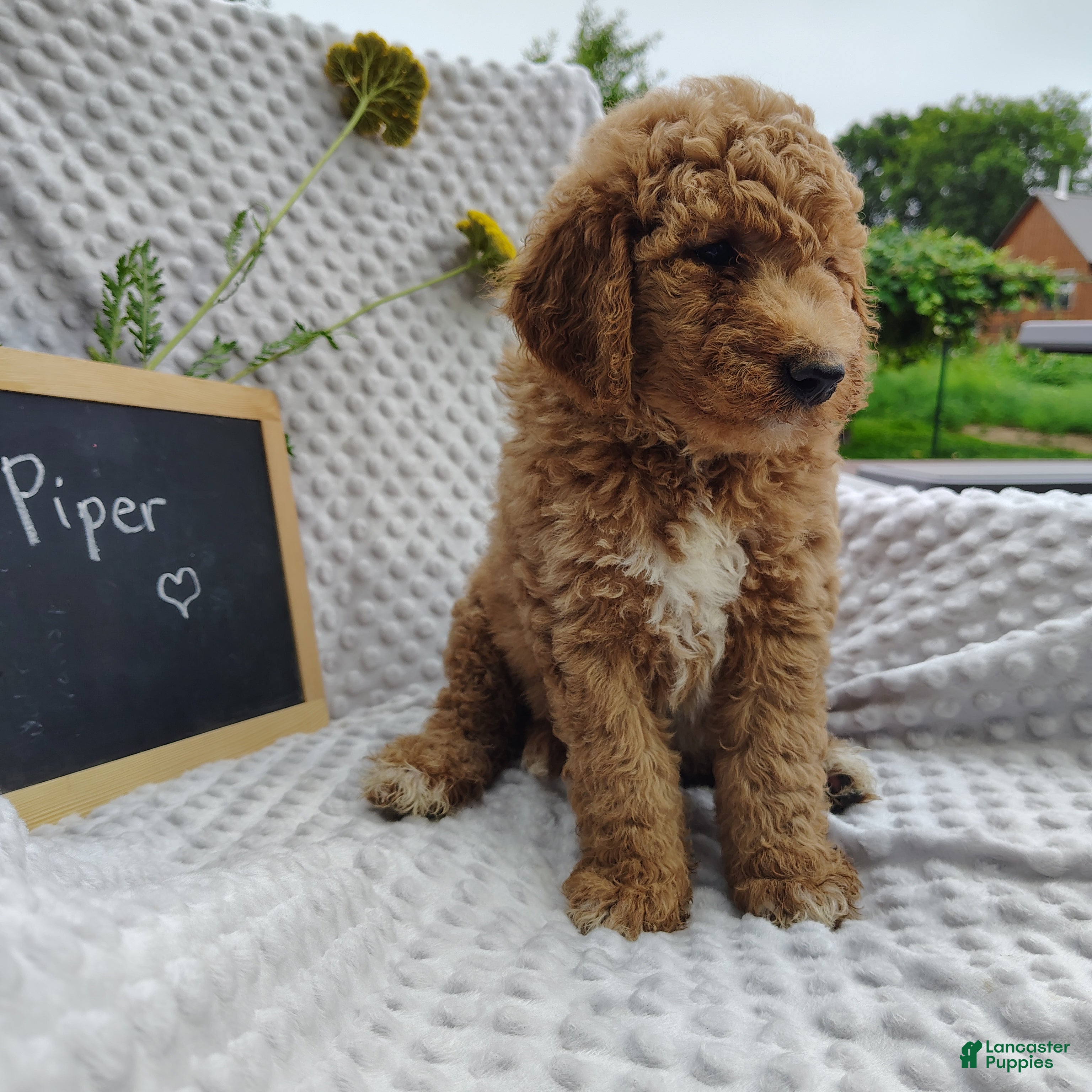 Mini Goldendoodle dogs Piper - Ad 2