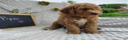 Mini Goldendoodle dogs for sale: Piper - Ad 2
