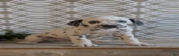 Dalmatian dogs for sale: Niles - Ad 2