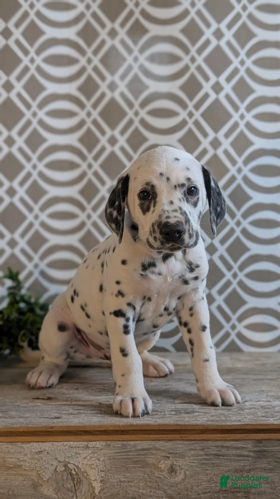 Dalmatian dogs for sale: Niles - Ad 2