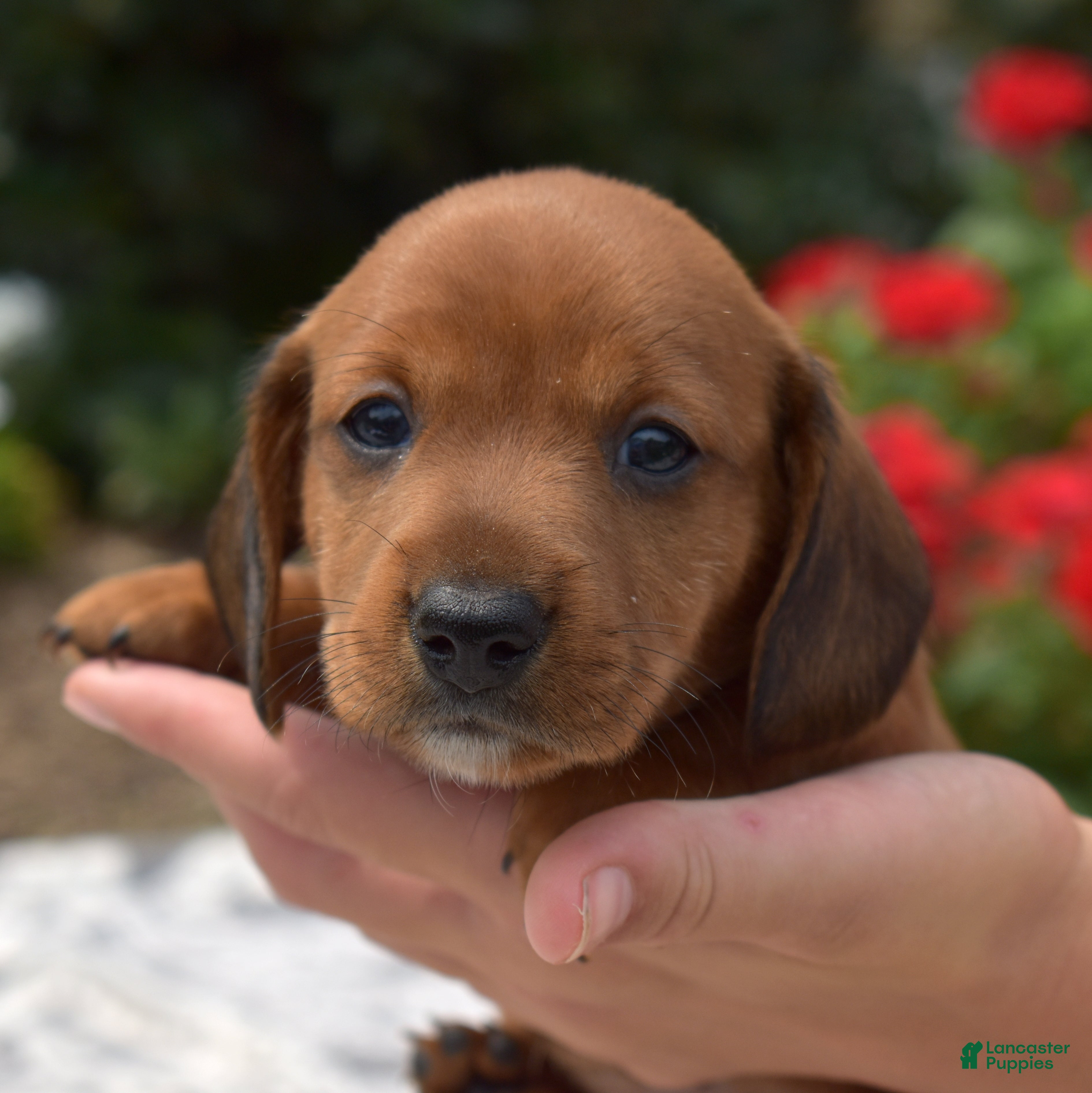 Miniature Dachshund dogs Galaxy - Ad 1